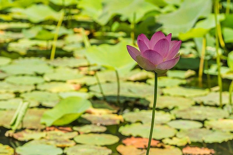 Una flor de loto sobresaliendo entre sus hojas